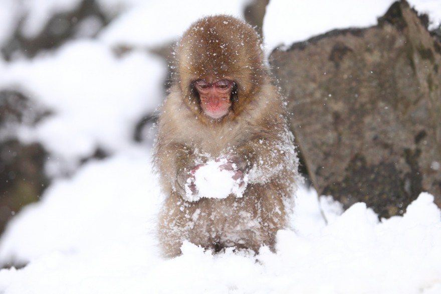 Monkeys_Snow_438063.jpg