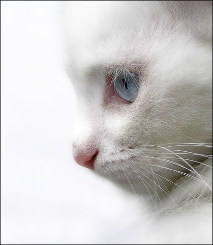 jazzy_white_cat.jpg