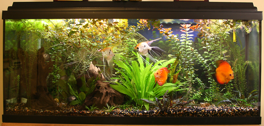 fishtank (1).jpg